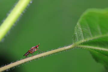 Flies on wild plants, North China