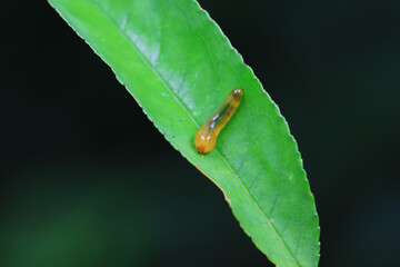 Leaf bee larvae on wild plants, North China