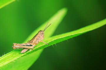 Locusts perch on weeds in North China