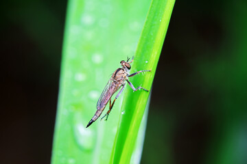 Insectivorous Gadfly in the wild, North China