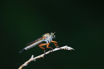 Insectivorous Gadfly in the wild, North China