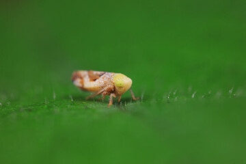 Leaf cicada on wild plants, North China