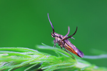 Lepidoptera insects in the wild, North China