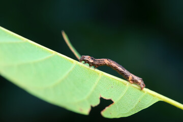 Lepidoptera larva inchworm in the wild, North China