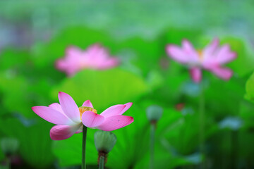 Beautiful lotus in the pond, North China