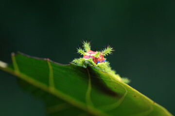 Lepidoptera larvae in the wild, North China