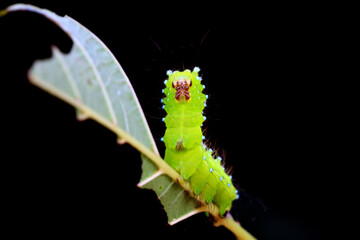 Lepidoptera larvae in the wild, North China