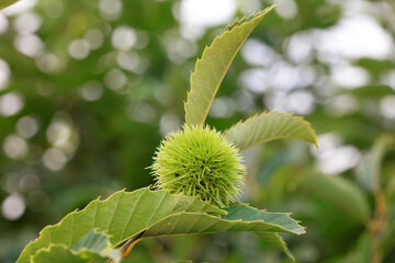 Chestnuts are on the branches, North China