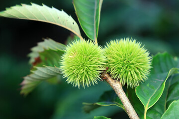 Chestnuts are on the branches, North China