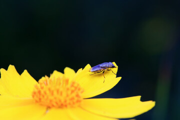 Flies on wild plants, North China
