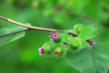Wild burdock flower, a wild plant, North China