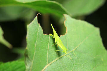 Atractomorpha sinensis in the wild, North China
