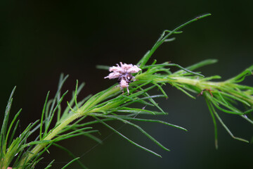 Hemiptera wax Cicadellidae insects on wild plants, North China