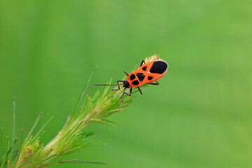 Hemiptera bugs in the wild, North China