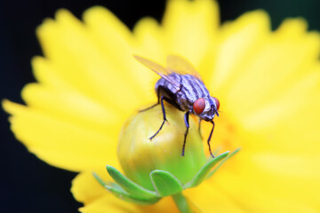 Flies on wild plants, North China