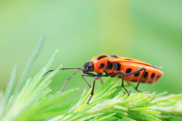 Hemiptera bugs in the wild, North China