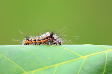 Lepidoptera larvae in the wild, North China