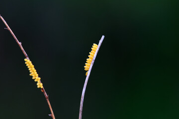 Insect eggs on wild plants, North China