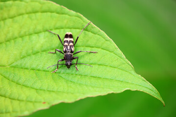 Longicorn on wild plants, North China