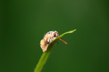 Flies on wild plants, North China