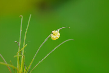 Lepidoptera larvae in the wild, North China