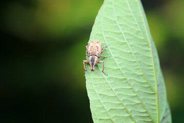 Weevil on wild plants, North China