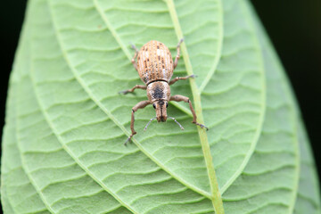 Weevil on wild plants, North China
