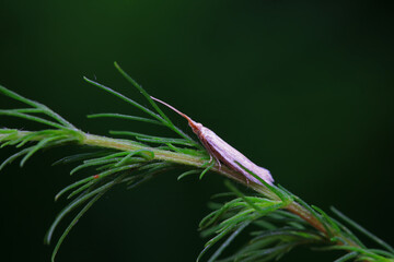 Lepidoptera insects in the wild, North China