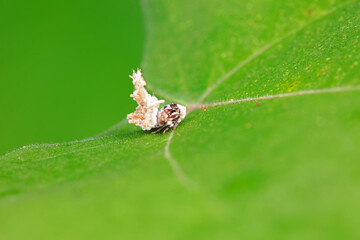 Hemiptera wax Cicadellidae insects on wild plants, North China