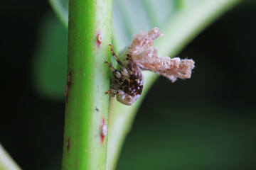 Hemiptera wax Cicadellidae insects on wild plants, North China