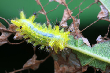 Lepidoptera larvae in the wild, North China