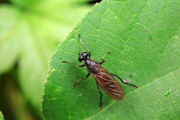 Gadfly on wild plants, North China