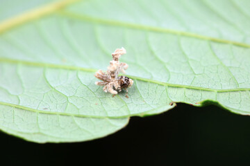 Hemiptera wax Cicadellidae insects on wild plants, North China