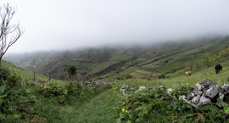 A grass path flanked by low stone walls, with a heavy fog making part of the fantastic view disappear, on the Lajedo - Fajã Grande trail.
Isle of Flowers.