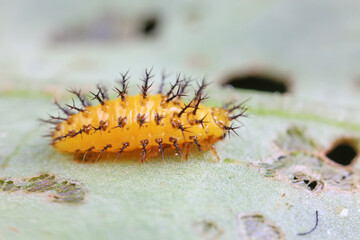 Ladybugs on wild plants, North China