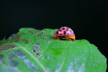 Ladybugs on wild plants, North China