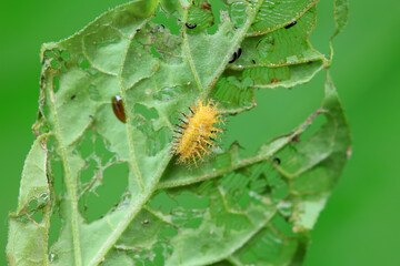 Ladybugs on wild plants, North China