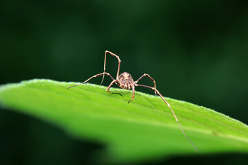Spiders in the wild, North China