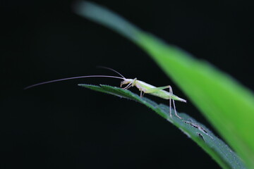 Tree cricket on wild plants, North China
