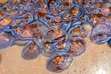 Jellyfish skin piled up on the cement floor in a seafood processing plant, North China