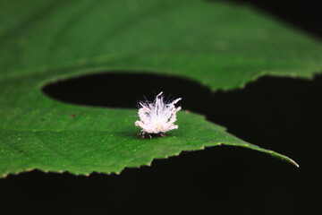 Hemiptera wax Cicadellidae insects on wild plants, North China