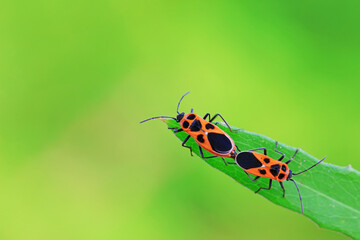 Hemiptera bugs in the wild, North China