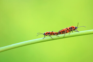Hemiptera bugs in the wild, North China