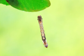 Lepidoptera larva inchworm in the wild, North China