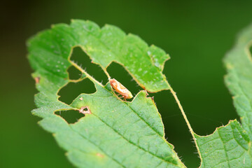 Leaf cicada on wild plants, North China