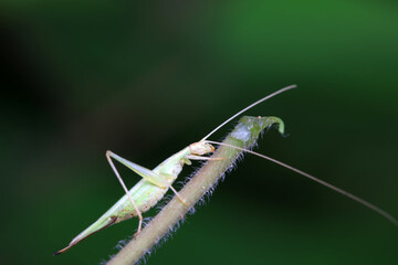 Tree cricket on wild plants, North China