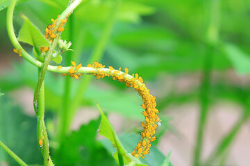 Aphids in the wild, North China