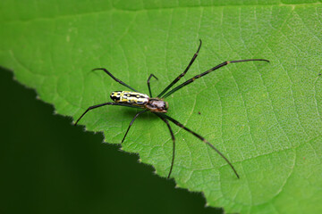 Spiders in the wild, North China
