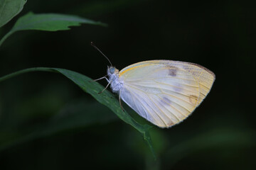 Lepidoptera insects in the wild, North China