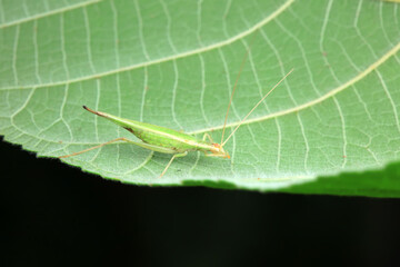Tree cricket on wild plants, North China